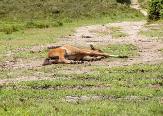 beautiful foal asleep in the sunshine in The New Forest National Park Hampshire England