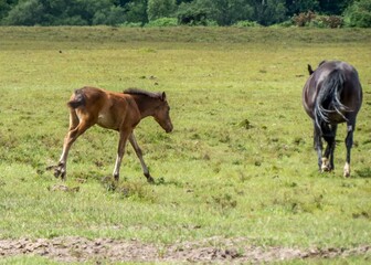 Naklejka na ściany i meble beautiful foal and horse in the New Forest National Park Hampshire England