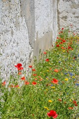 beautiful red poppies and wild flowers against an old stone wall