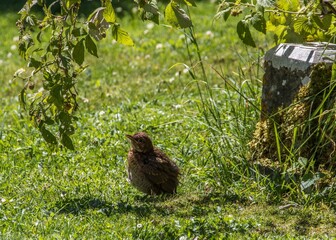 baby blackbird sunbathing in the garden