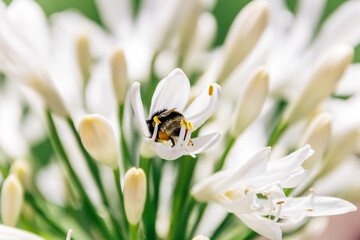 A honey bee polinating a white agapanthus flower in the summer