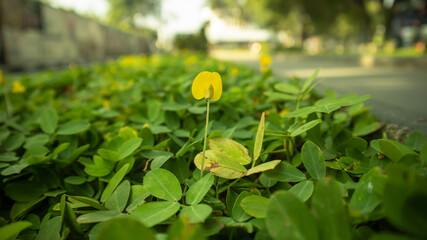 yellow flowers in the garden at bandung town square