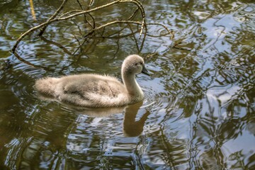 beautiful cygnet and reflection in the water
