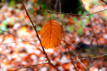 Concept of autumn, fall. Single leaf are hanging on a tree with leaf covered floor in the background. Closeup.