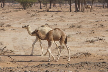 two camels in the desert