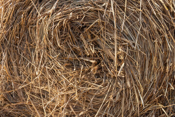 The texture of hay. Hay stacked in a large bale. Harvesting in agriculture.