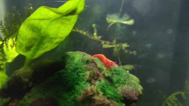 small red draft shrimp grazing over a moss in a small aquarium with full of Detritus Worms