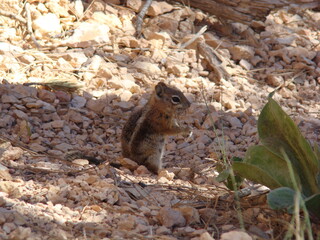 Squirrel on the ground eating