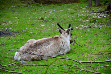 Rentiere im Tierpark in Norwegen