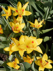 Tulipes nénuphar 'Guiseppe Verdi' ou Tulipa kaufmanniana à floraison précoce de fleurs en bouquet crème, jaune nuancé de rouge, étamines jaunes et feuilles lancéolées, glabres, vert-gris ombrées