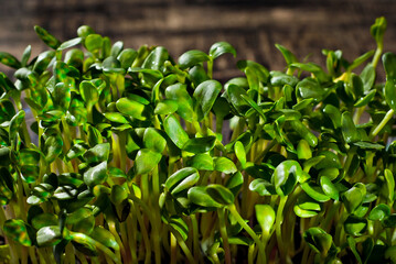 Young sunflower sprouts close up. Green shoots of sprouted grains. Texture of sprouts on a black background. Contrasting dramatic light as an artistic effect.