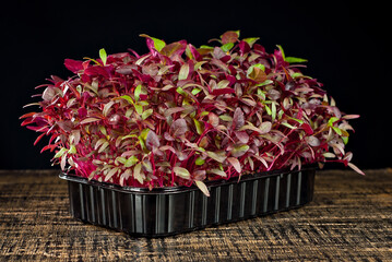 Amaranth microgreen on a black background. Texture of red leaves close up.