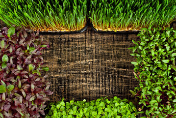 Microgreen of wheat, amaranth, beets and basi on black background. Texture of green stems close up....