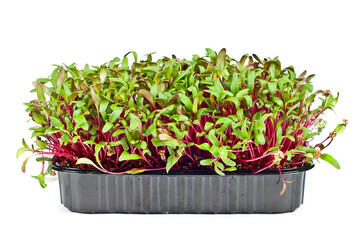 Beet microgreen isolated on a white background. Texture of green leaves close up.