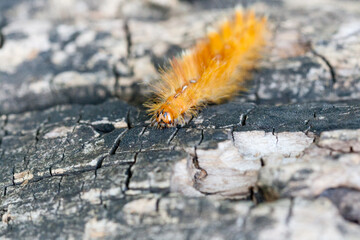 Caterpillar of yellow color with white dots on the back