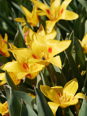Fototapeta premium Tulipa kaufmanniana | Tulipes nénuphar 'Guiseppe Verdi', variété botanique aux fleurs jaunes flammées de rouge sur tige rougeâtre garnies d'un feuillage gris-vert marbré de pourpre