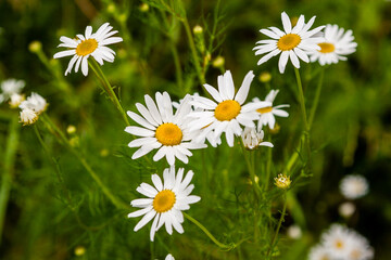 White daisies bloom against the background of green grass