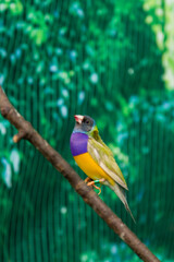 Beautiful birds Guldova Amadina (Erythrura gouldiae) sitting on a branch