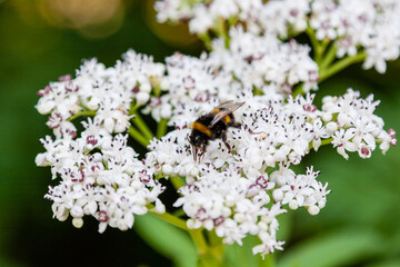 The bee sits on white flowers