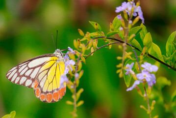 butterfly on a flower