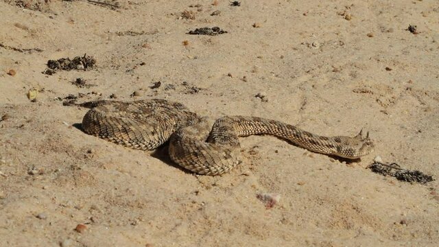 Desert Horned viper (Cerastes cerastes) crawlingin the desert Makes typical warning sounds