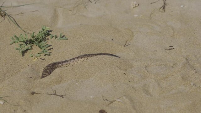 javelin sand boa (Eryx jaculus jaculus) digging himself in the sand