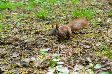 Dark brown squirrel (black, gray)