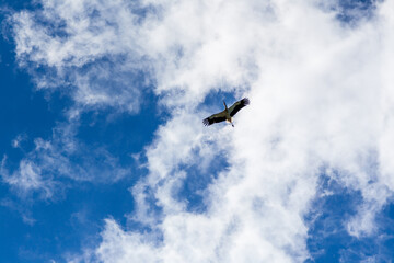 Stork soaring in the blue sky with white clouds