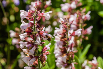 Beautiful flowers on which the bee sits