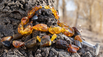Beautiful glittering  big yellow and  orange amber necklaces on an old cracked  tree in the sunlight. Ancient Slavic culture, beauty in nature.