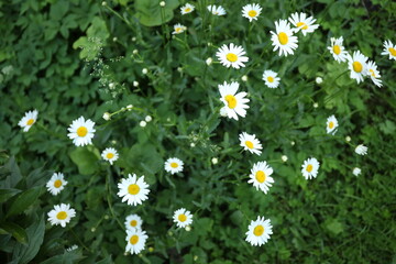 daisies flowers in the meadow