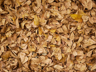 dried brown leaf for background