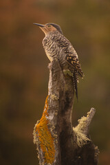 Chilean flicker