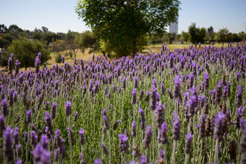 campo de flores moradas