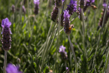 campo de flores moradas