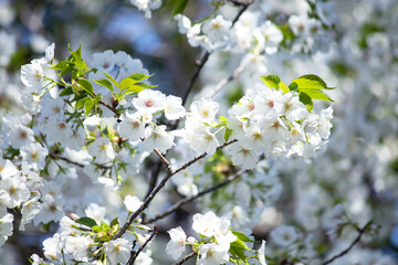 白い花びらの桜・・・大島桜（きれいな形の葉は桜餅の葉に使われます）