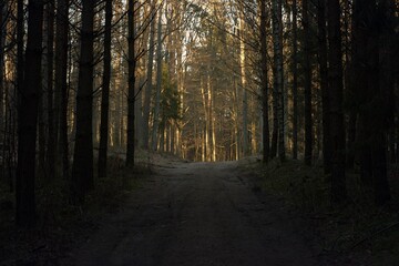 Forest in Poland