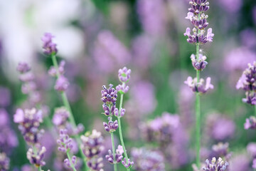 beautiful purple lavender on the field. fragrant flowers close-up. natural background, with selective focus