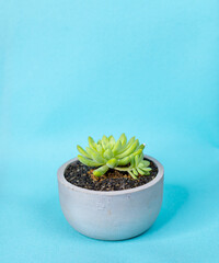Cactus plant in a small round cement pot, potted mini cactus with black rocks, living room decor minimalist concept, blue background, artificial studio lighting condition photograph.