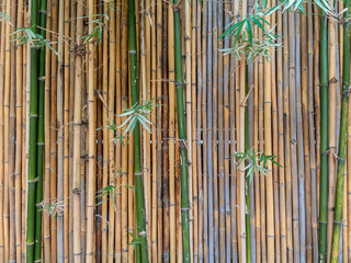 the traditional japanese bamboo wall