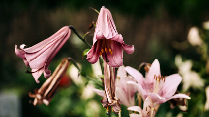 beautiful floral panoramic banner. tubular pink lilies on a dark blurred background. selective focus, art noise
