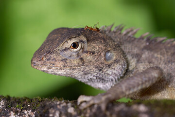 Changeable lizard with a red ant