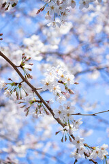 青空に咲く美しい桜（ソメイヨシノ）