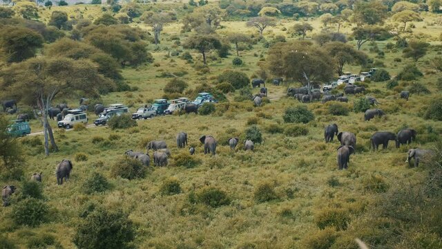 Big family of elephants crosses the road among safari cars. Rare wildlife footage captured during a scientific expedition in Tanzania, professional cinema equipment, Leica optics, downscale 6K.