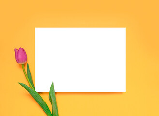 Pink tulip on a yellow background, layout for design. Postcard. Mother's Day, Valentine's Day, Birthday celebration concept. Spring mockup. Layout with white card. Flat lay, top view.