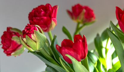 Beautiful spring tulips flowers