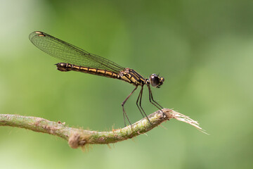 Dragonfly in nat Cat Tien's jungle