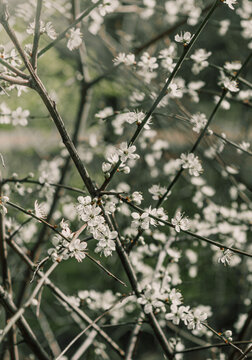 &Aacute;rbol blanco de cerezo floreciendo al comienzo de la primavera en un parque de Londres