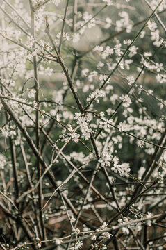 &Aacute;rbol blanco de cerezo floreciendo al comienzo de la primavera en un parque de Londres