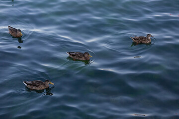 Wild ducks swim on the blue water of the sea. Close-up.